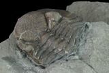 Bargain, Wide Enrolled Eldredgeops Trilobite - Silica Shale #137266-4